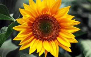 Солнечный цветок: чем полезны семена подсолнечника