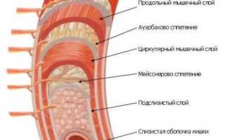 Длина тонкого кишечника, его строение и распространенные заболевания