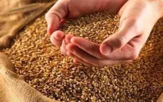 Масло проросшей пшеницы: применение в медицине и не только