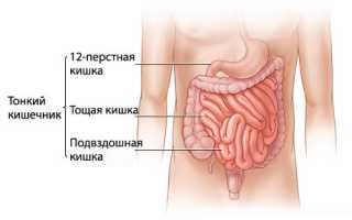 Заболевания тонкого кишечника: особенности, причины, лечение, профилактика