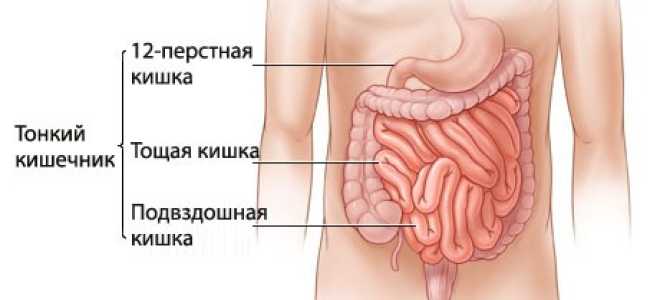 Заболевания тонкого кишечника: особенности, причины, лечение, профилактика