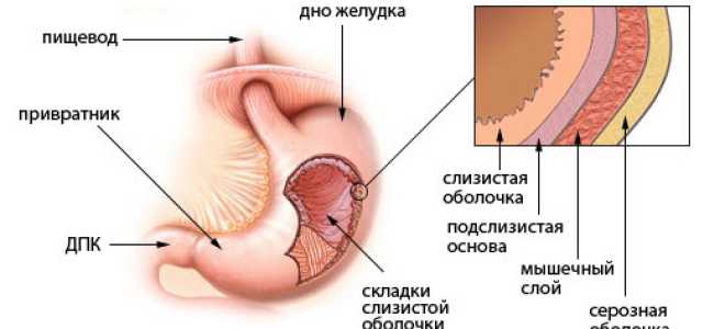 Каким должен быть объем желудка взрослого человека