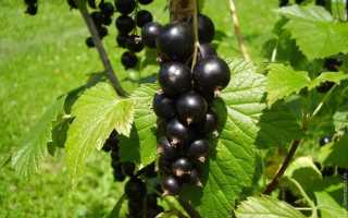 Листья черной смородины: полезные свойства для взрослых и детей