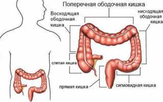 Анатомия толстой кишки и ее основные функции