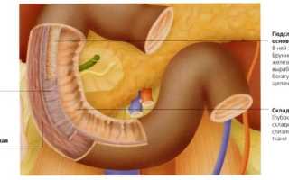 Анатомия кишечника человека: что к чему