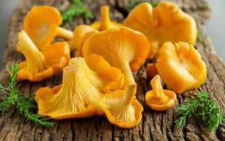 Лисички — описание и свойства грибов
