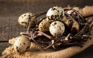Как принимать перепелиные яйца: их польза в любом возрасте