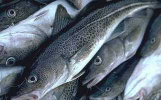 Чем полезна треска, польза и вред, калорийность рыбы, примеры диетических блюд