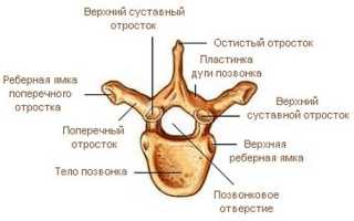 Остистые отростки позвоночника