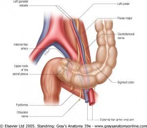 Анатомическая форма кишки зачастую и является причиной развития сигмоидита