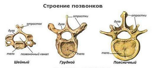 Строение позвонков довольно сложное