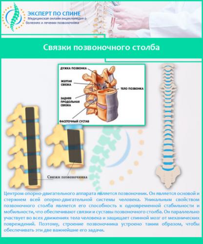 Связки позвоночного столба