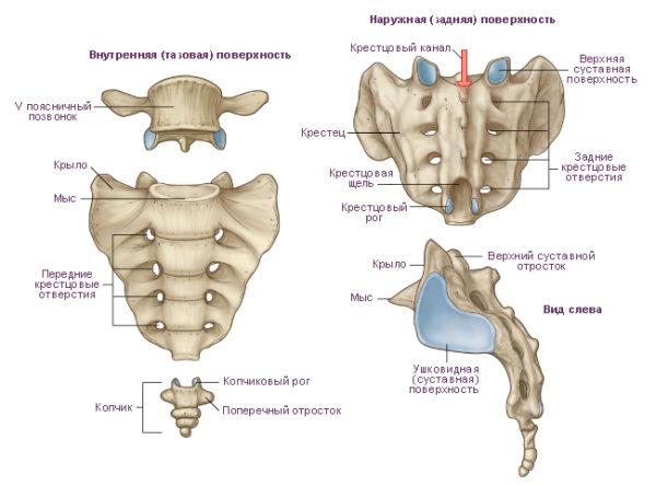 От основания до вершины крестца кость пронизана изогнутой формы крестцовым каналом