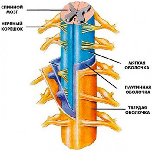 Дуральный мешок (твердая оболочка) является как бы «чехлом» для спинного мозга