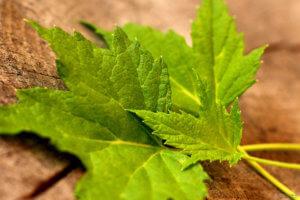 Листья черной смородины: полезные свойства для взрослых и детей