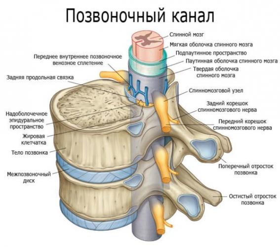 Строение позвоночного канала