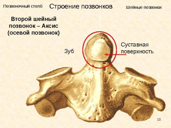 Строение позвонков