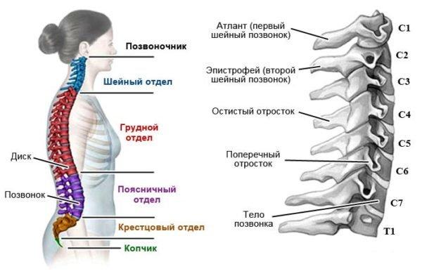 Отделы позвоночника и строение шейных позвонков