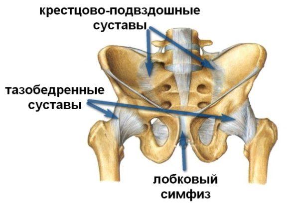 Тазобедренный сустав