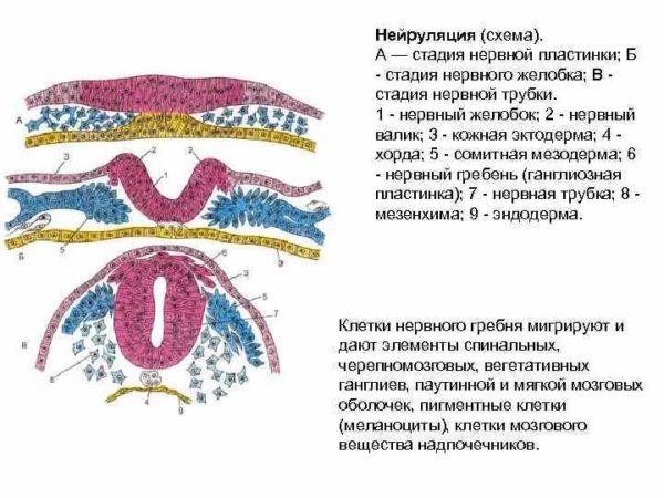 Нейруляция