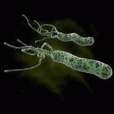 Бактерия хеликобактер пилори