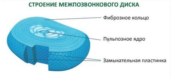 Строение межпозвонкового диска