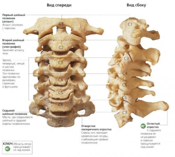 Строение шейного отдела позвоночника