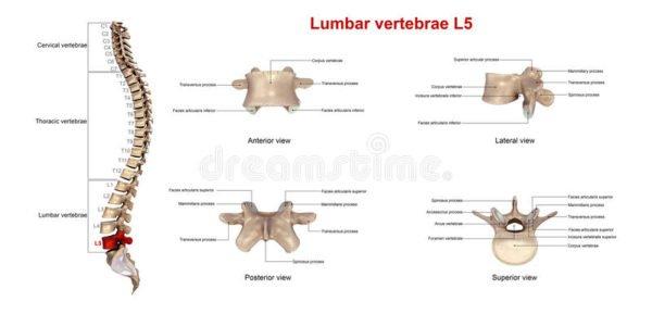 Расположение поясничного позвонка L5