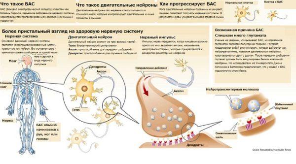 Общие сведения о патологии