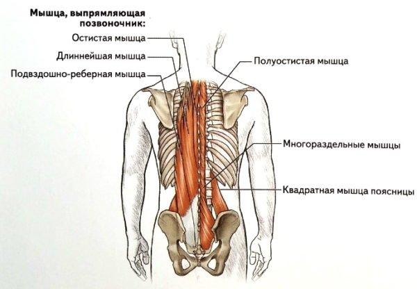 Мышцы спины