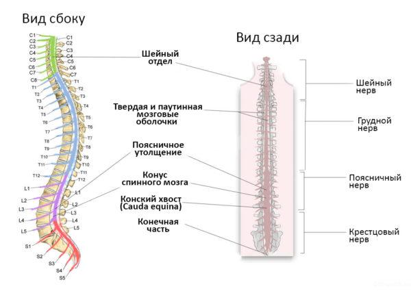 Строение позвоночника