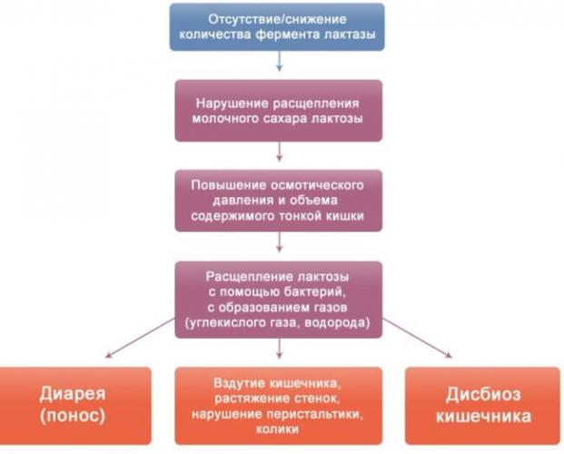 Лактазная недостаточность