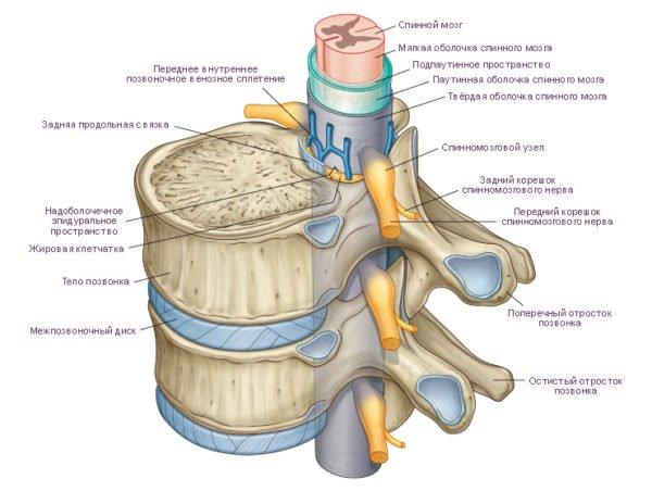 Анатомия позвонков
