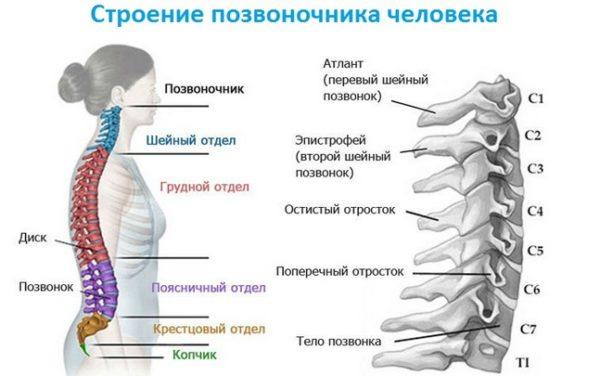 Строение позвоночника человека