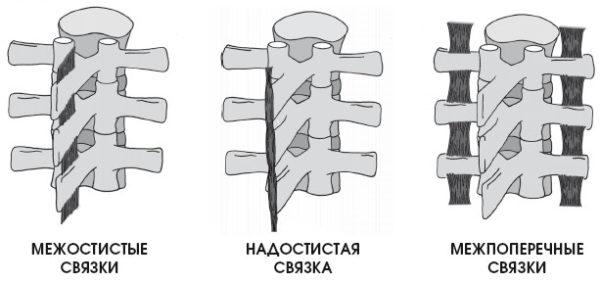 Виды коротких связок позвоночника