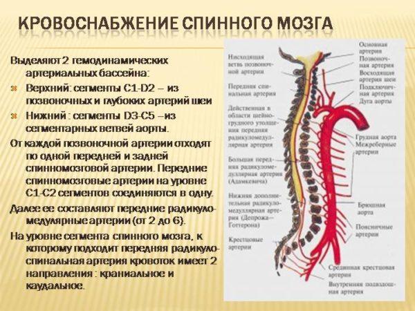 Кровоснабжение спинного мозга