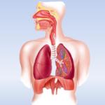 Органы дыхательной системы (левая сторона)	