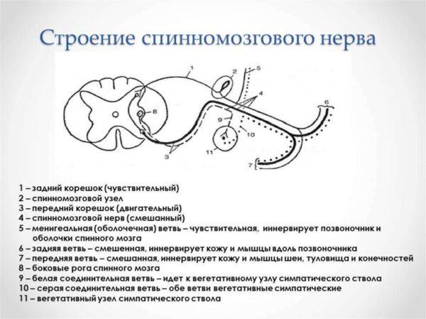 Строение спинномозгового нерва