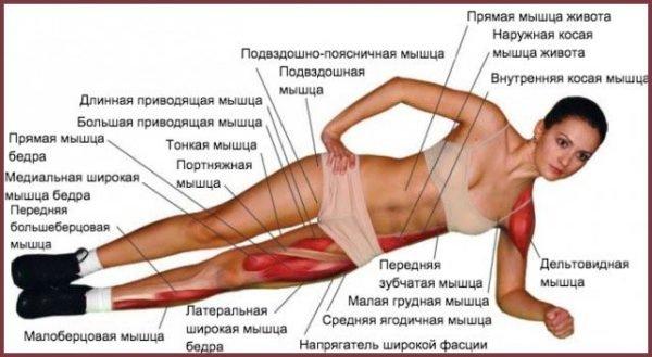 Мышцы, которые участвуют в боковой «планке»