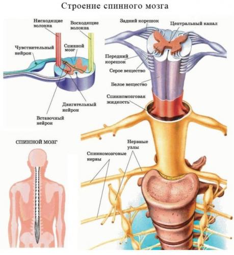 Спинной мозг 