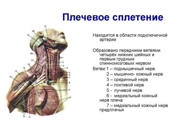 Плечевое сплетение