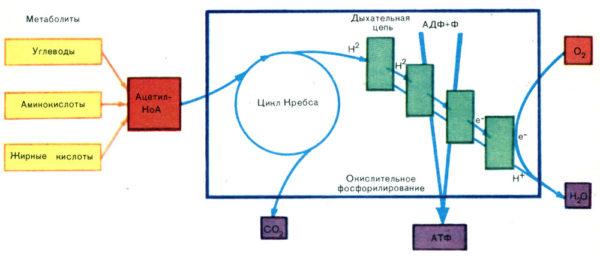 Схема процесса дыхания