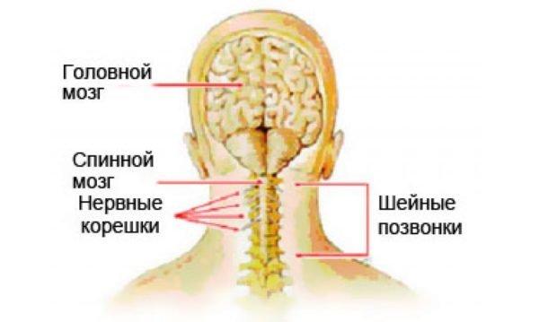 Шейная миелопатия поражает семь позвонков шеи