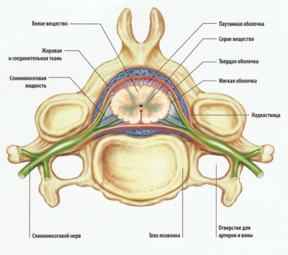 Спинной мозг в позвоночном канале 