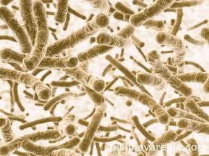 Пробиотики под микроскопом