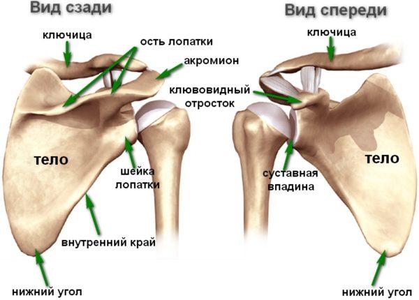 Структура костей плечевого пояса