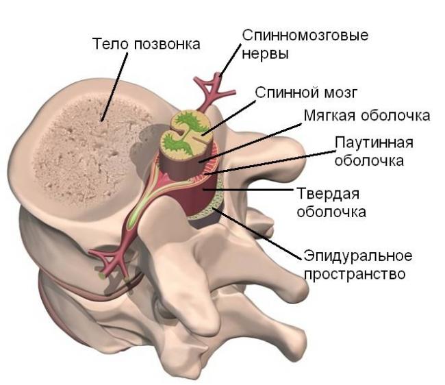 Дуральный мешок позвоночника: что это такое