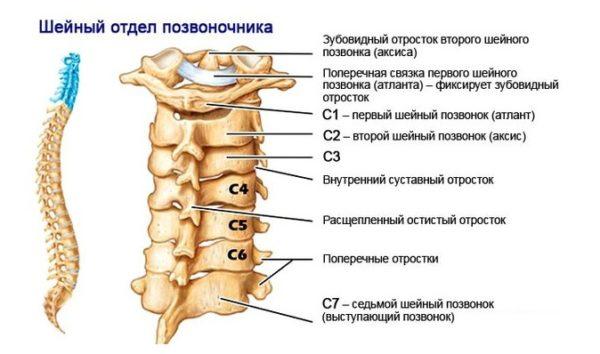 Строение шейного отдела позвоночника