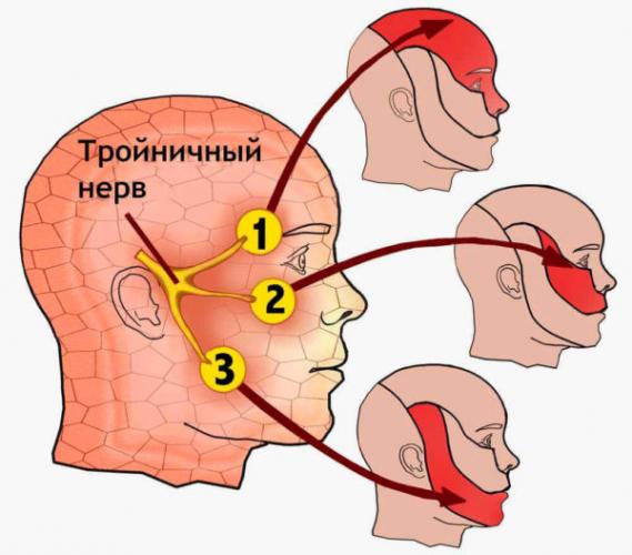 Тройничный нерв отвечает за чувствительность лицевой зоны