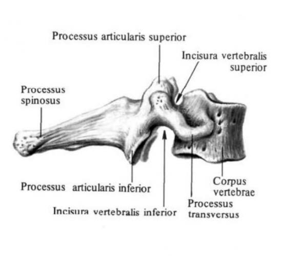 Седьмой шейный позвонок, или выступающий позвонок, vertebra prominens